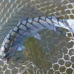 大安トラウトレイク釣果